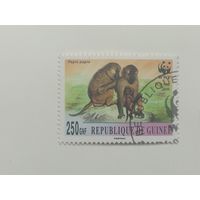 Гвинея 2000. Обезьяны