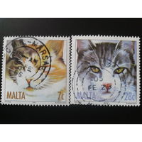 Мальта 2004 кошки
