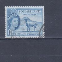 [2125] Британские колонии. Сомалиленд 1953. Елизавета II.Фауна.Скот.Черноголовая овца.1 Sh. Гашеная марка.