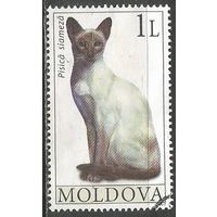 Молдова. Грязевая кошка. 2007г. Mi#587.