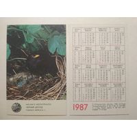 Карманный календарик. Птица Чёрный дрозд. 1987 год