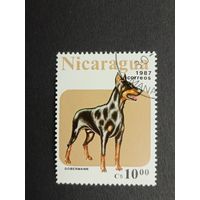 Никарагуа 1987. Собаки