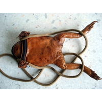 Кошелек сумочка в виде жабы