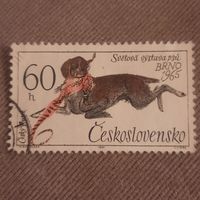 Чехословакия 1965. Международная выставка собак Brno-65