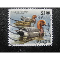 Исландия птицы 4