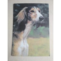 Карманный календарик. Собака . 1995 год