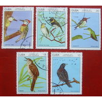 Куба. Птицы. ( 5 марок ) 1977 года. 2-15.