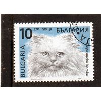 Болгария.Ми-3812.Персидская кошка.Серия: Кошки. 1989.