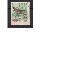 Польша-1954 (Мих.886) , гаш. , Фауна