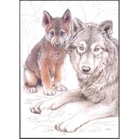 Беларусь 2020 посткроссинг фауна волк и волченок