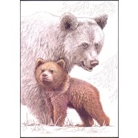 Беларусь 2020 посткроссинг фауна медведь и медвежонок