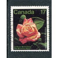Канада. Выставка цветов в Монреале 1981 году. Роза