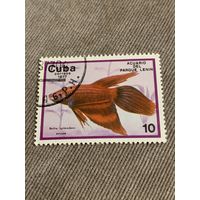 Куба 1977. Рыбы. Betta splendens. Марка из серии