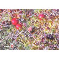 Беларусь 2019 посткроссинг открытка флора ягоды клюква