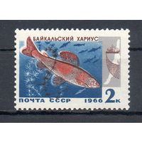 Рыбы Байкала СССР 1966 год 1 марка