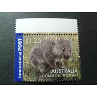 Австралия 2006 вомбат