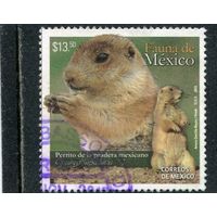 Мексика. Мексиканская луговая собачка