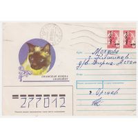 Конверт СССР, прошедший почту. Сиамская кошка Силпойнт