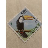 Куба 1989. Фауна. Птицы