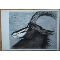 Ватагин В. Голова антилопы. 1961 г. Чистая