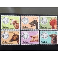 Куба 1975 год. Ветеринария домашних животных (серия из 6 марок)