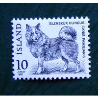 Исландия: 1м/с собака