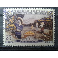 1951, Грузия, сбор цитрусовых