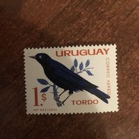 Уругвай. Фауна. Птицы. Tordo