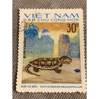 Вьетнам 1975. Рептилии. Platysternum megacephalum