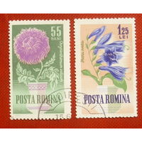Румыния. Цветы. ( 2 марки ) 1964 года. 5-4.