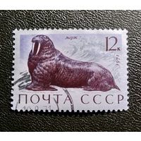 Марка СССР 1971 год Морские млекопитающие