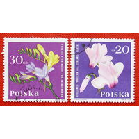 Польша. Цветы. ( 2 марки). 1964 года.