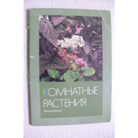 Комплект, Комнатные растения. Бегоневые, выпуск 3; 1987 (16 шт., 10*15).