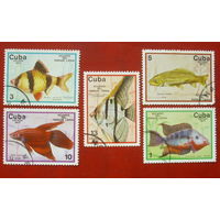 Куба. Рыбы. ( 5 марок ) 1977 года. 3-5.