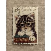 Австралия 1991. Домашние животные. Котёнок