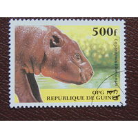 Гвинея 1997г. Фауна.