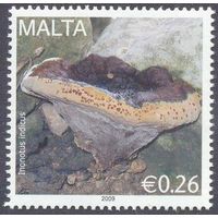 Мальта гриб