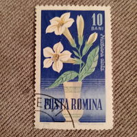 Румыния. Флора. Цветы