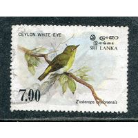 Шри Ланка. Птицы