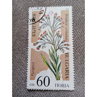 Болгария 1989.  Rindera umbellata