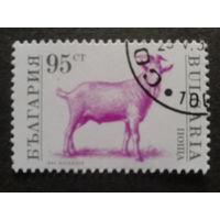 Болгария 1992 коза