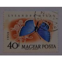 Венгрия.1959.насекомые.бабочка