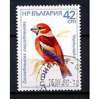 1987 Болгария. Обыкновенный дубонос
