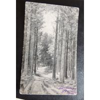 Почтовая карточка "В лесу", 1929 г.