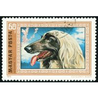 Борзые собаки Венгрия 1972 год 1 марка