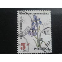 Польша 1967. Лекарственные цветы. Ирис