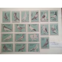 Спичечные этикетки ф.Гигант. Породы голубей. 1963 год