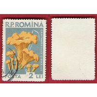 Румыния 1958 Грибы