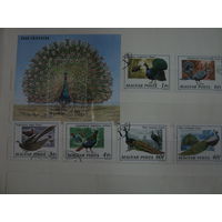 Марки - фауна, Венгрия, птицы, павлин, блок и 6 марок