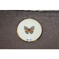 Настенное, декоративное панно с бабочкой, диаметр 16 см.